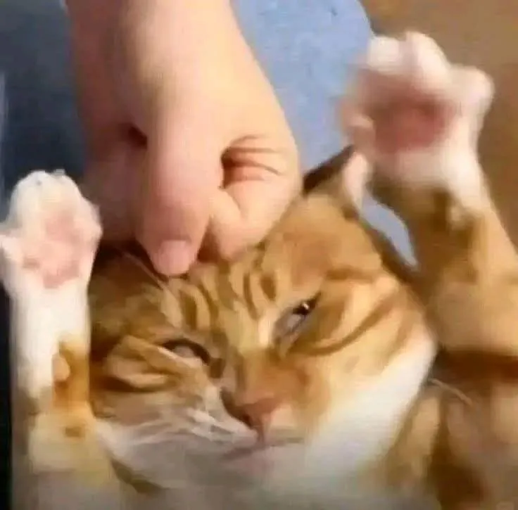 dp