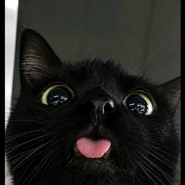 dp